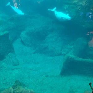 Meet your Posher, Lacie